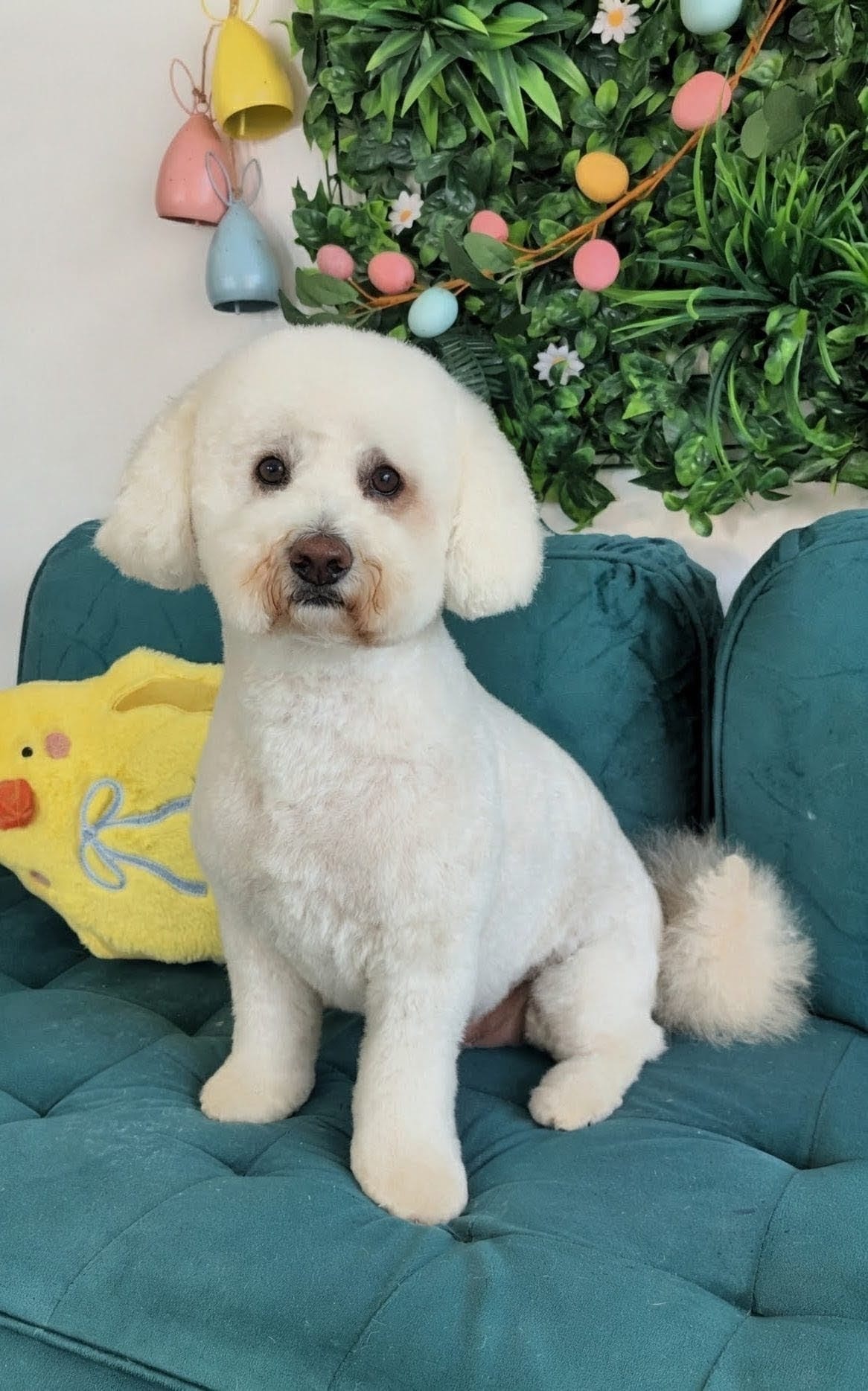 White bichon with Easter decorations