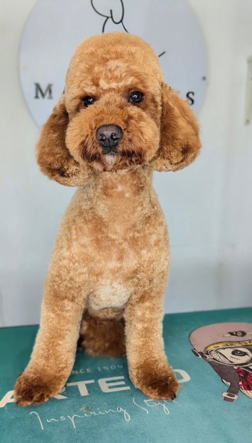 Red cockapoo with neat teddy bear cut