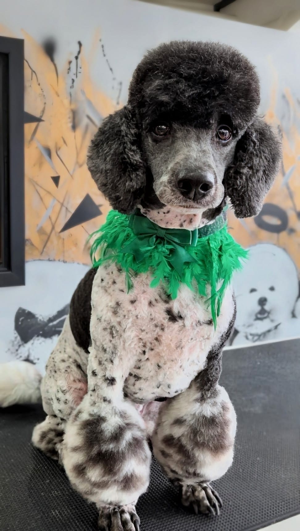Poodle with stylish groom and green bandana