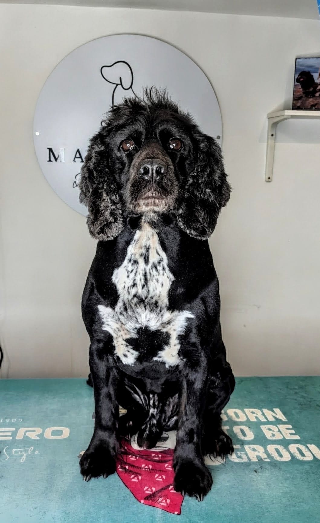 Spaniel looking fresh after grooming